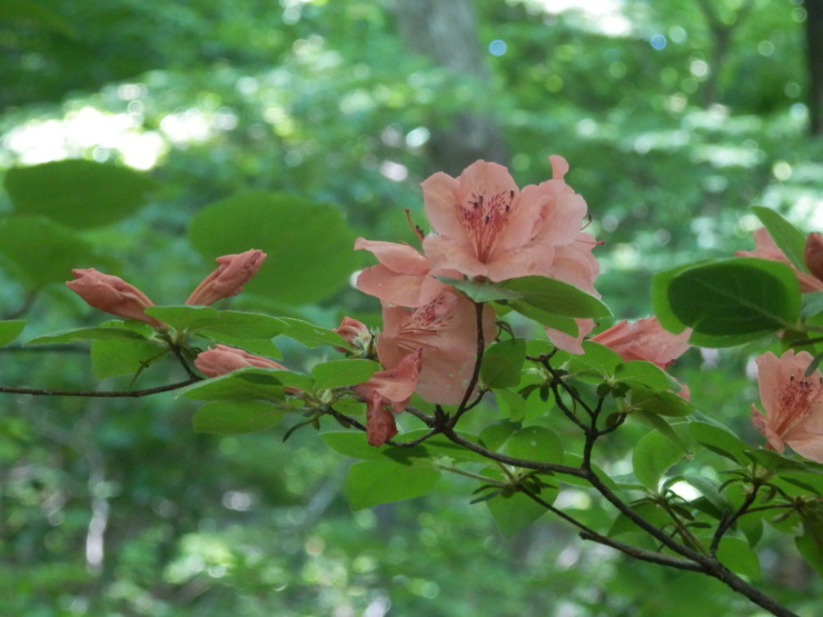 f0219710_06235010.jpg
