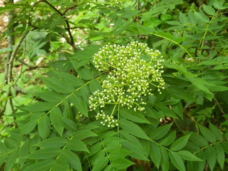 f0219710_08154276.jpg