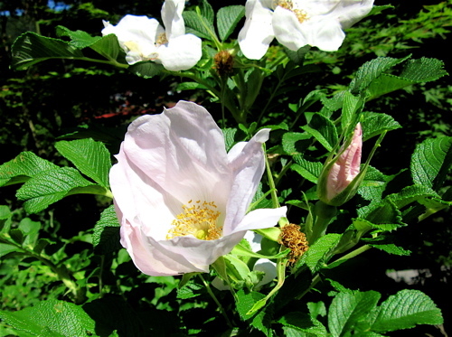 a0164011_21550629.jpg