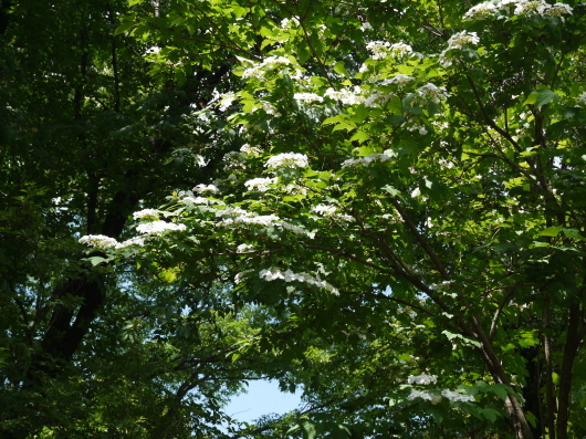 e0205713_20290623.jpg