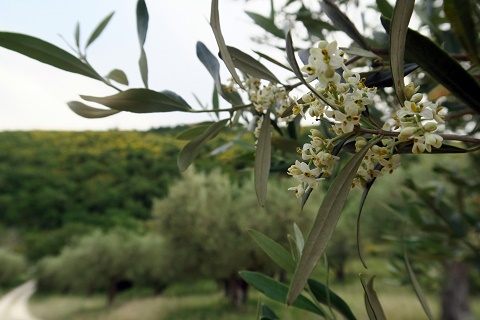 イタリア花粉症警報とオリーブの花 - イタリア写真草子