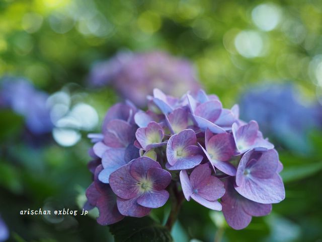 紫陽花色の朝～♡ - アリスのトリップ