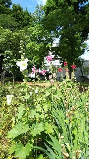 b0080342_09553207.jpg