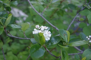 e0004756_21194120.jpg