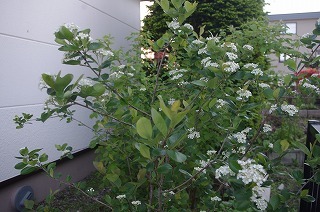 e0004756_21211927.jpg
