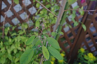 e0004756_21233538.jpg