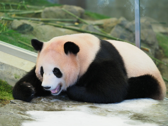 c0186760_11362201.jpg