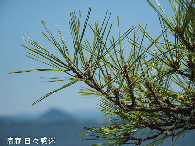 e0346064_16173432.gif