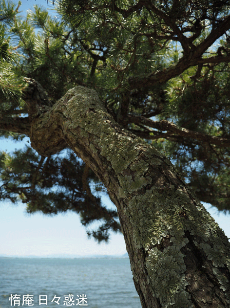 e0346064_16173544.gif