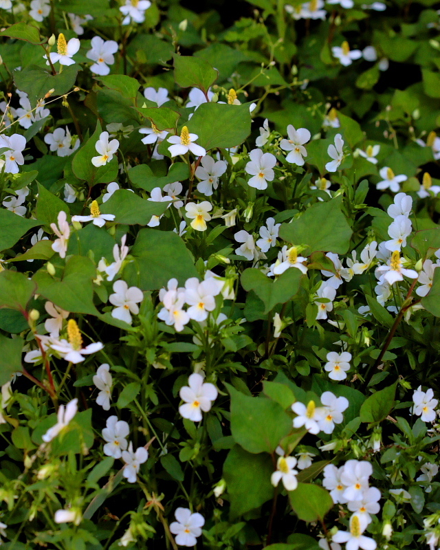 c0305565_18045656.jpg