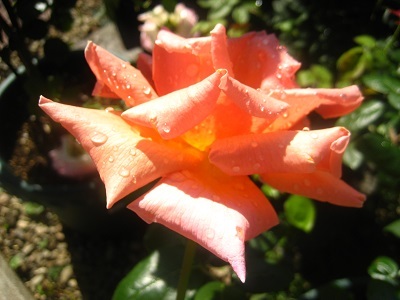 c0289473_11584403.jpg
