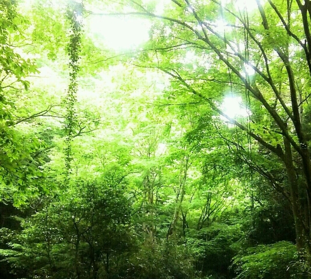 ６月の森の奥へ進んでいくと・・・ - 野の花と・風と音と～田舎暮らしno好奇心いっぱい**ばあちゃんブログ