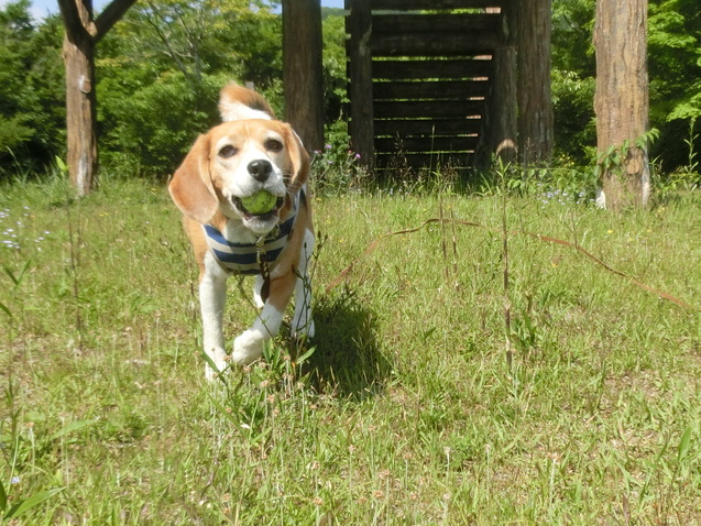 a0319693_828265.jpg