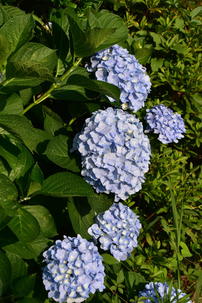 c0049299_09253166.jpg