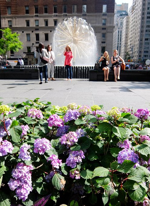 ニューヨークの中心で噴水と紫陽花と - ニューヨークの遊び方