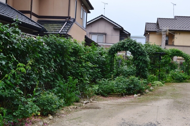 d0096422_20172249.jpg