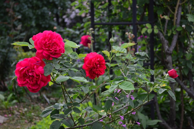 d0096422_2023135.jpg