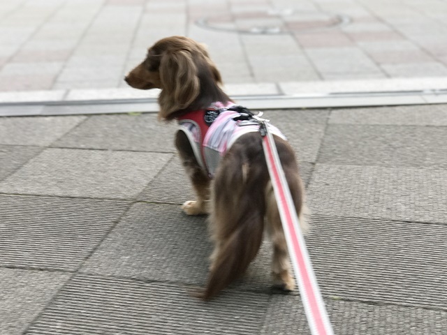 c0117831_14470322.jpg