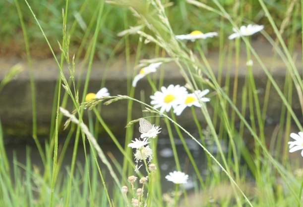 f0368538_09490239.jpg