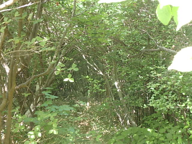 f0334143_924027.jpg