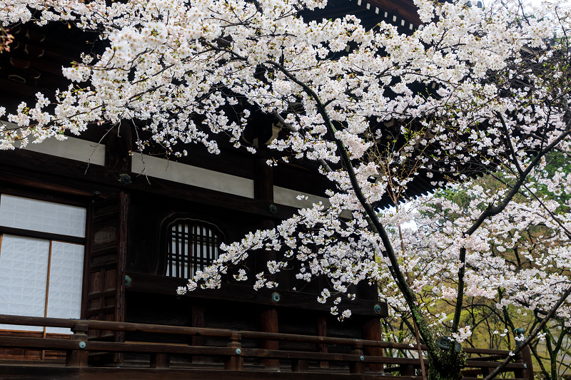 京都の桜2017 雨の真如堂 花景色－K.W.C. PhotoBlog