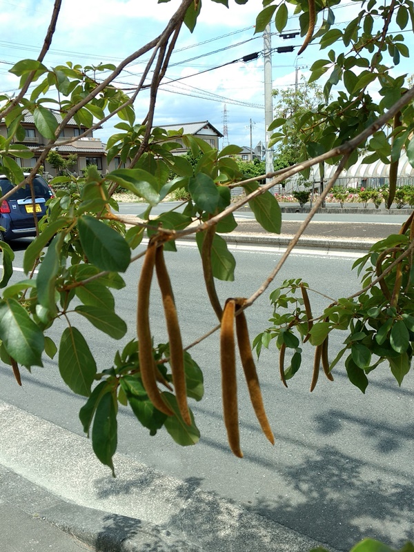 f0091250_2031691.jpg