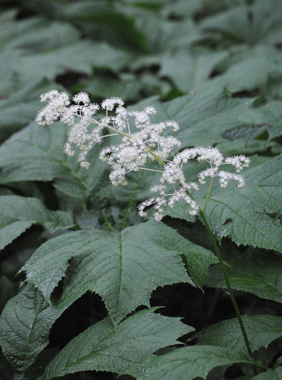 a0001354_00014822.gif