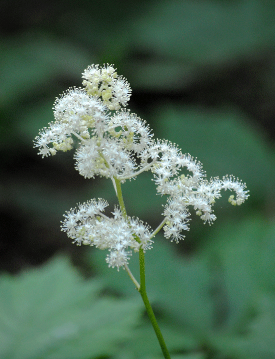 a0001354_00020069.gif
