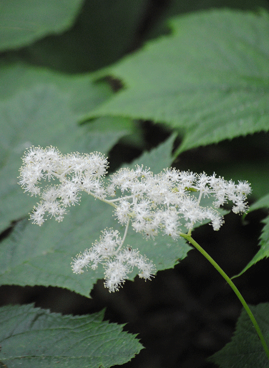 a0001354_00021086.gif