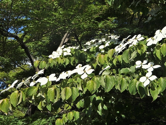 b0044663_15404608.jpg