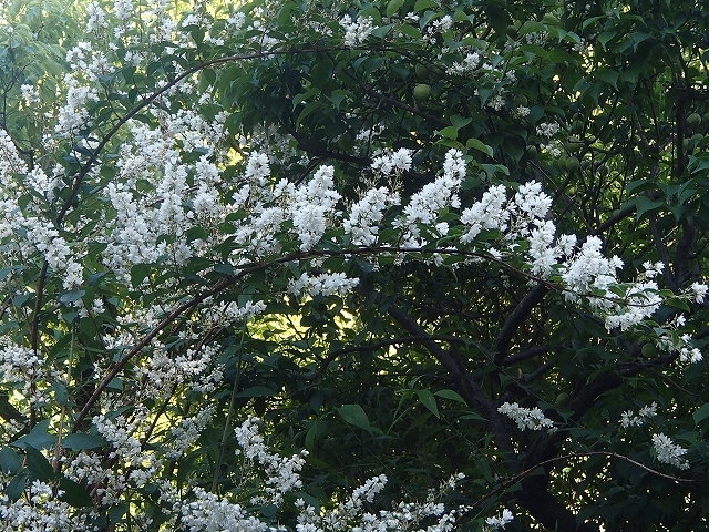 b0044663_15552291.jpg