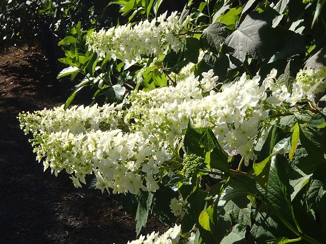 b0044663_15563637.jpg