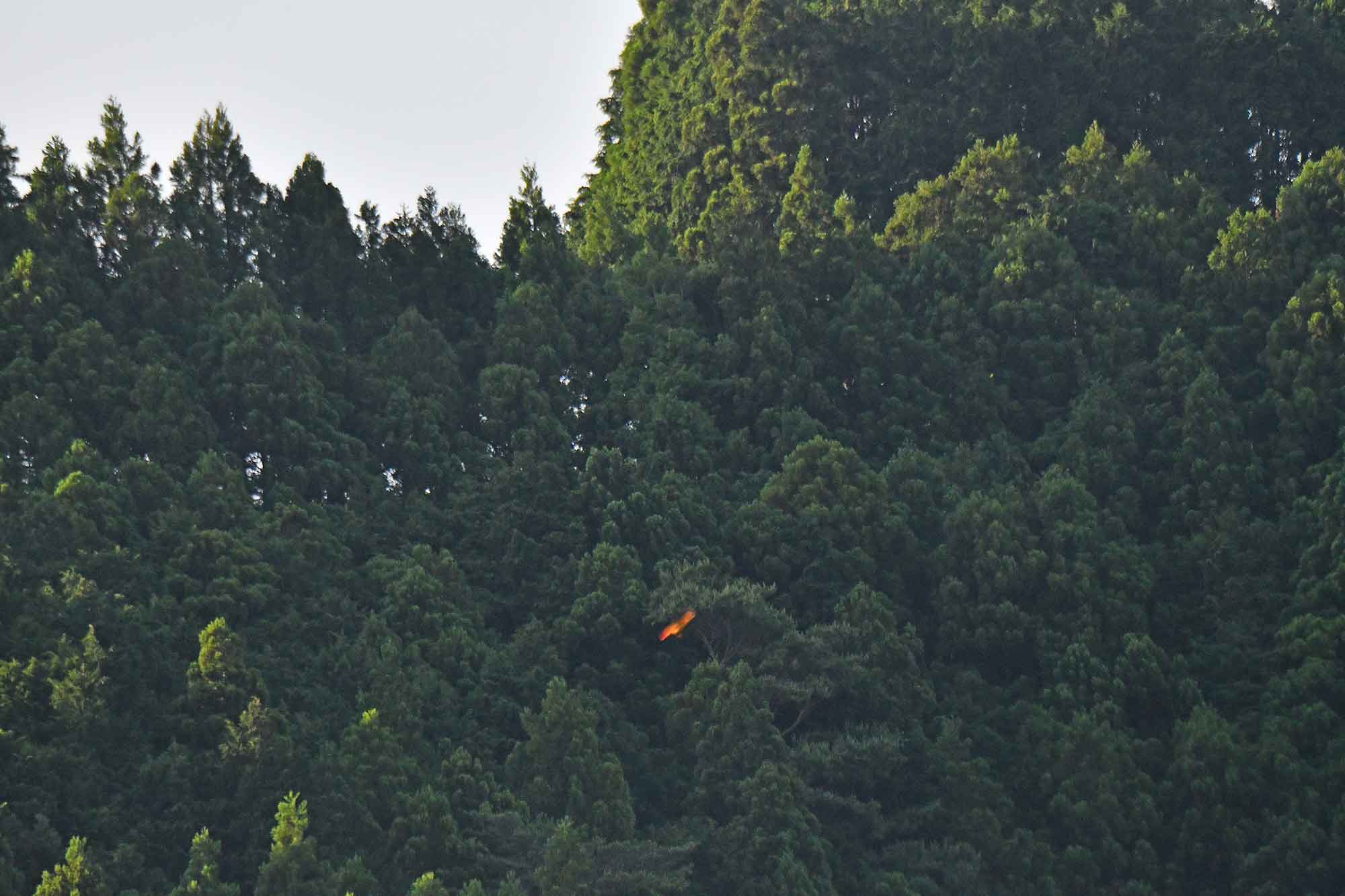 c0176183_9571617.jpg