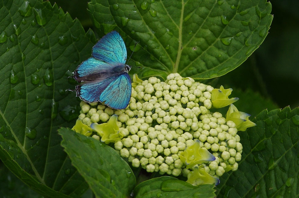 a0338085_21324673.jpg