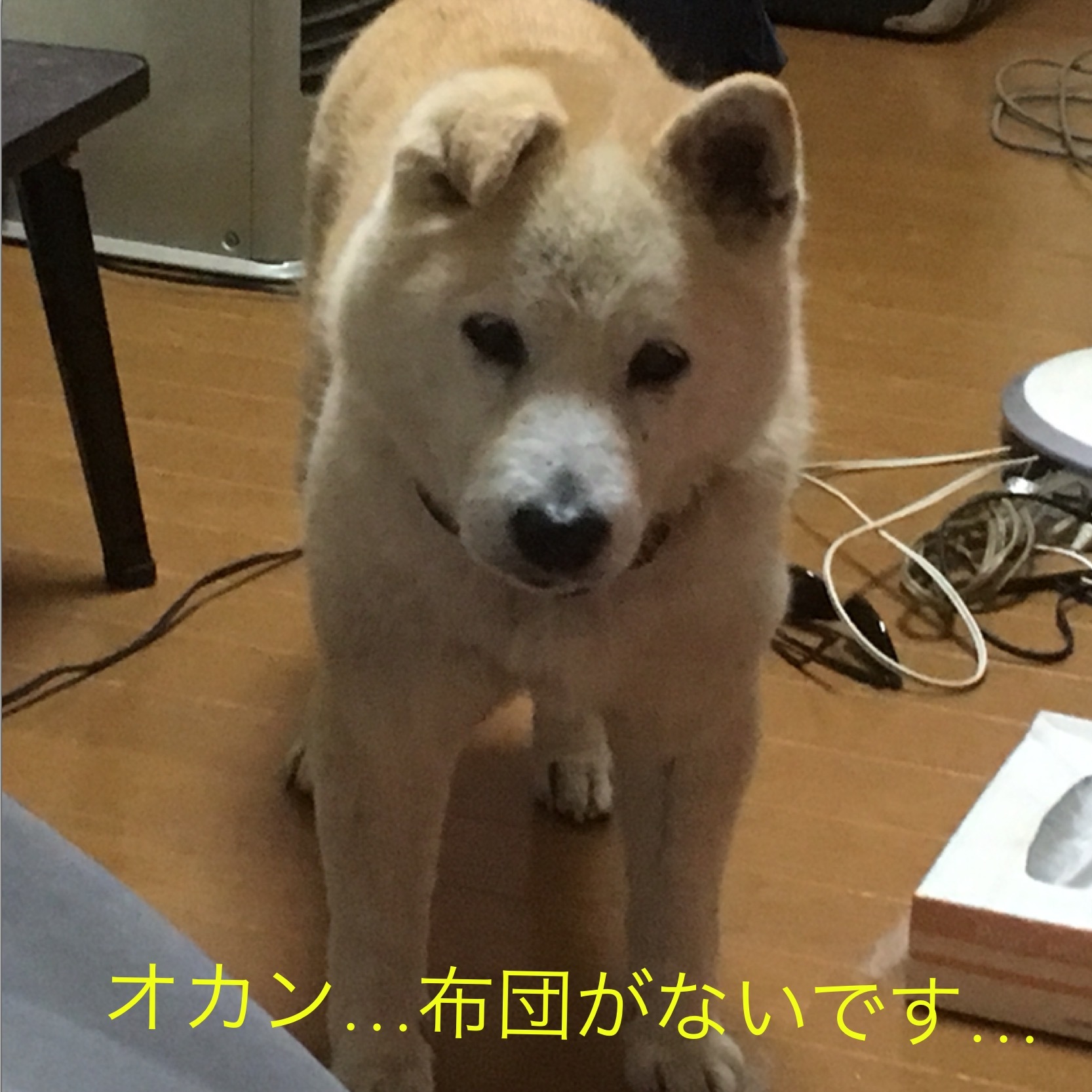 c0123890_20244837.png