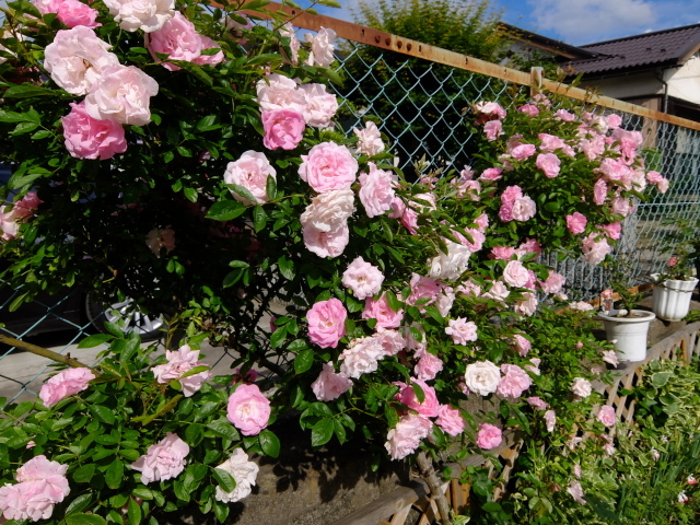 f0100593_12162655.jpg