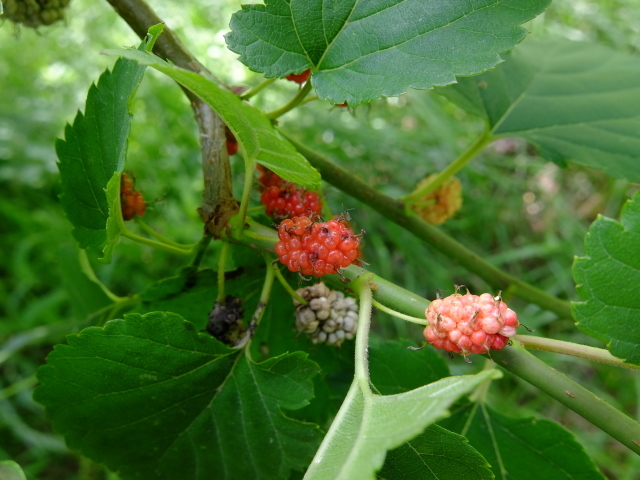 f0100593_12165459.jpg