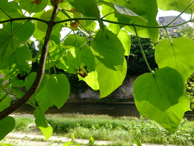 f0100593_12165858.jpg
