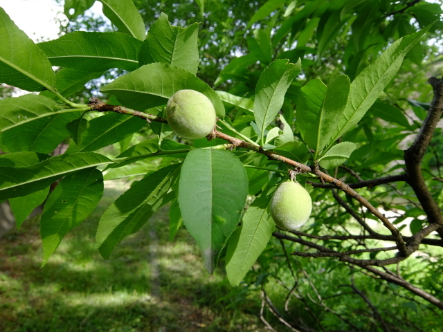 f0100593_12171144.jpg