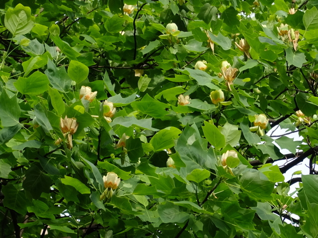 f0100593_12172545.jpg