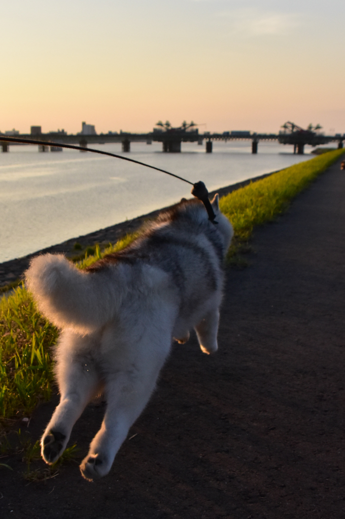 朝の光と大淀川（つづき）(^o^) - 犬連れへんろ*二人と一匹のはなし*