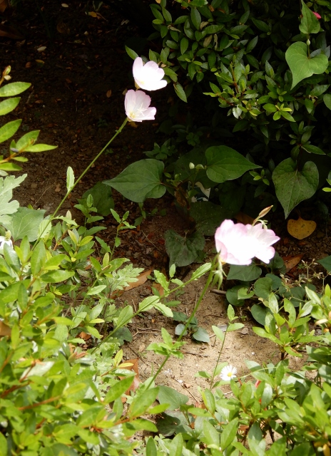 e0025300_2013338.jpg