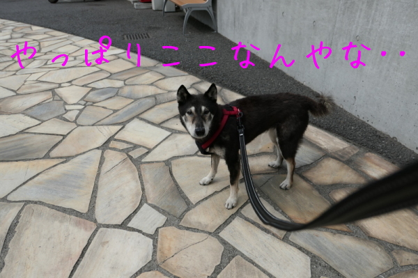 f0369014_17191102.jpg