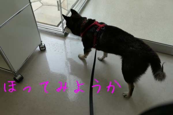 f0369014_17260138.jpg