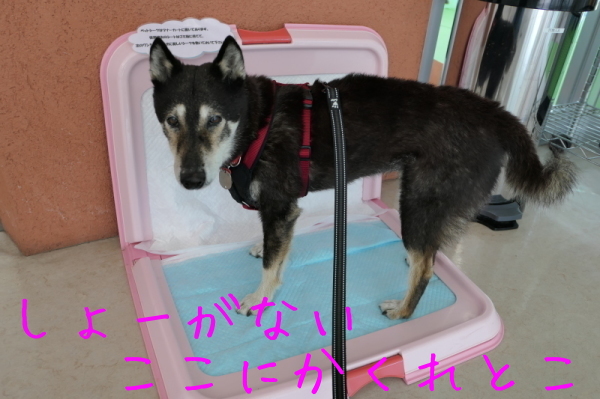 f0369014_17334201.jpg