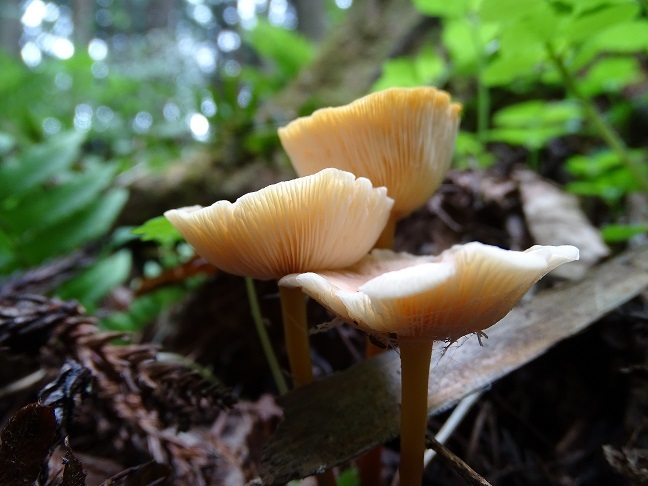 f0360815_15570636.jpg