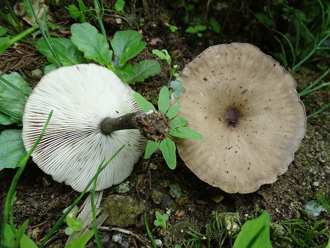 f0360815_15570765.jpg