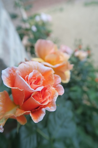 f0234936_556352.jpg