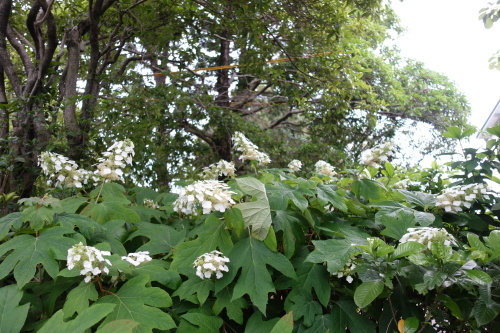 f0375039_08435541.jpg