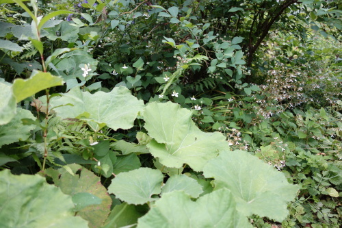 f0375039_08570107.jpg